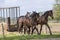 A herd of one year old stallions galloping in the green with yellow flowers pasture, blue sky and trees in the background