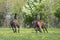 A herd of one year old stallions galloping in the green with yellow flowers pasture, blue sky and trees in the background