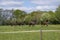 A herd of one year old stallions galloping in the green with yellow flowers pasture, blue sky and trees in the background