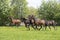 A herd of one year old stallions galloping in the green with yellow flowers pasture, blue sky and trees in the background