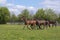 A herd of one year old stallions galloping in the green with yellow flowers pasture, blue sky and trees in the background