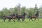 A herd of one year old stallions galloping in the green with yellow flowers pasture, blue sky and trees in the background