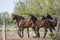 A herd of one year old stallions galloping in the pasture, blue sky and trees in the background