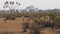 A Herd Of Oryx Antelope Graze In The Hot Dusty Desert Savannah