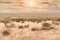 Herd of oryx eating grass in savanna grassland at Masai mara National reserve Kenya