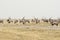 Herd of oryx gemsbok, flat plain, clear horizon, Etosha