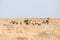 Herd of Oryx grazing in the bush.