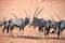 Herd of Oryx with long horns on orange sand of Namib desert background closeup, safari in Namibia, Southern Africa