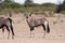 Herd of oryx standing on a dry plain looking