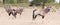 Herd of oryx standing on a dry plain looking