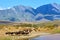 Herd of ostriches on mountain farm