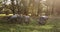 Herd oxen grazing green lawn