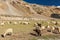 Herd of Pashmina sheep and goats in Himalayas. Himachal Pradesh,