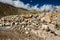 Herd of Pashmina sheep in Himalayas