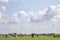 A herd of pasture cows grazes far into the distance under a cloudy sky in a meadow