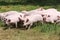 Herd of piglets on animal farm summetime