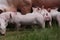 Herd of piglets on animal farm summetime