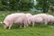 Herd of pigs grazing at bio eco animal farm