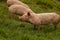 Herd of pigs grazing in a lush green grassy meadow
