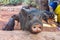 A herd of pigs in India in a makeshift pen, close-up of the face of a pig.