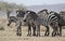 Herd Plains Zebras resting in the savannah on a hot day during t