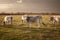 Herd of Podolian cows graze free range on the pastures in Serbia, Vojvodina with a grey cow with long hors staring. Podolian