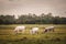 Herd of Podolian cows grazing free range on the pastures in Serbia, Vojvodina with a grey cow with long hors staring. Podolian