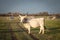 Herd of Podolian cows grazing free range on the pastures in Serbia, Vojvodina with a grey cow with long hors staring. Podolian