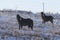 A Herd of Ponies in a pasture