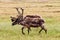 Herd of Porcupine caribous running freely in the wilderness