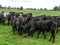 Herd with pressed block in ryegrass