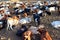 A herd of prize Sahiwal bulls rests in the evening sun in Mugie Conservancy, Kenya.