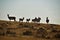 Herd of Pronghorn Antelope in Casper