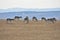 Herd of Pronghorn Antelope grazing on a ridge with mountains in the background