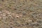 Herd of Pronghorn Antelope Rutting in Wyoming