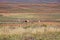 A herd of Pronghorn in a field