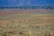 A herd of Pronghorn grazing in a field