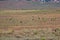 A herd of Pronghorn grazing in a field