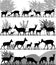 Herd of pronghorns