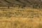 Herd of pronghorns, late summer, grazing in Jackson Hole, Wyoming.