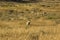 Herd of pronghorns, late summer, grazing in Jackson Hole, Wyoming.