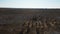A herd of Przewalski`s horses gallops across the steppe, filmed from a drone
