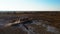 A herd of Przewalski`s horses gallops across the steppe, filmed from a drone