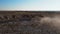 A herd of Przewalski`s horses gallops across the steppe, filmed from a drone