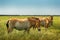 Herd of  Przewalski`s horses in wild steppe