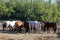 Herd of purebred horses eating hay in summer corral