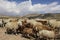 Herd of rams and goats crosses the road at the foot of the inactive volcano Sabalan (Savalan)