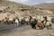 Herd of rams and goats crosses the road at the foot of the inactive volcano Sabalan (Savalan) near the city of Ardabil in