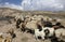 Herd of rams and goats crosses the road at the foot of the inactive volcano Sabalan (Savalan) near the city of Ardabil in