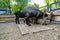 herd of rams or sheep covered with wool eating hay behind the fence in the zoos